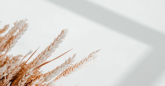 InBody Body Analysis